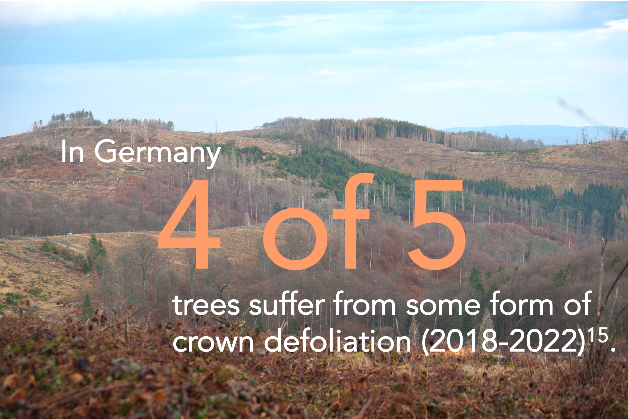 4.2 EN Forestry picture fact
